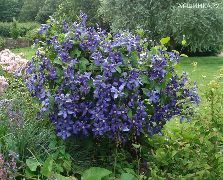 Клематис Дюрана цельнолистный (3)