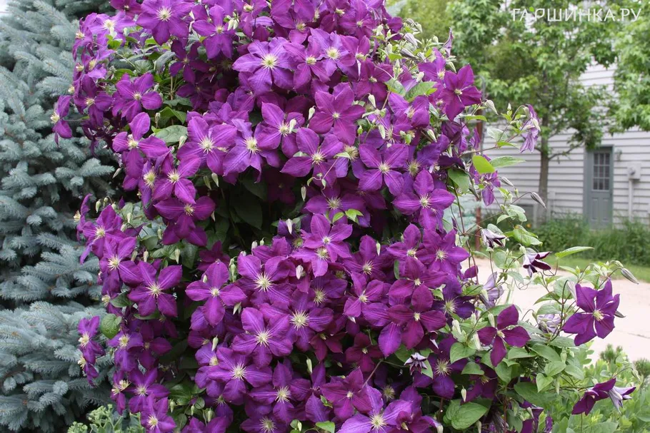 Клематис Распутин крупноцветковый (3)