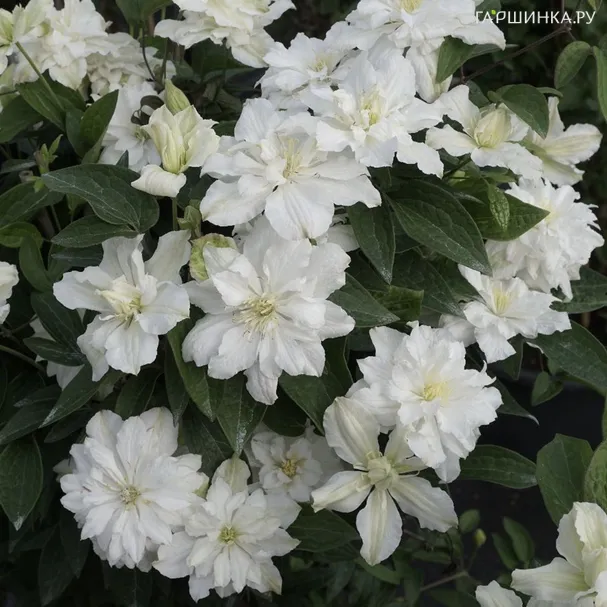 Клематис Вайт Арабелла цельнолистный (3)