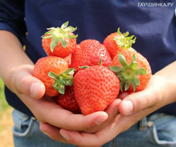 Клубника Лималексия