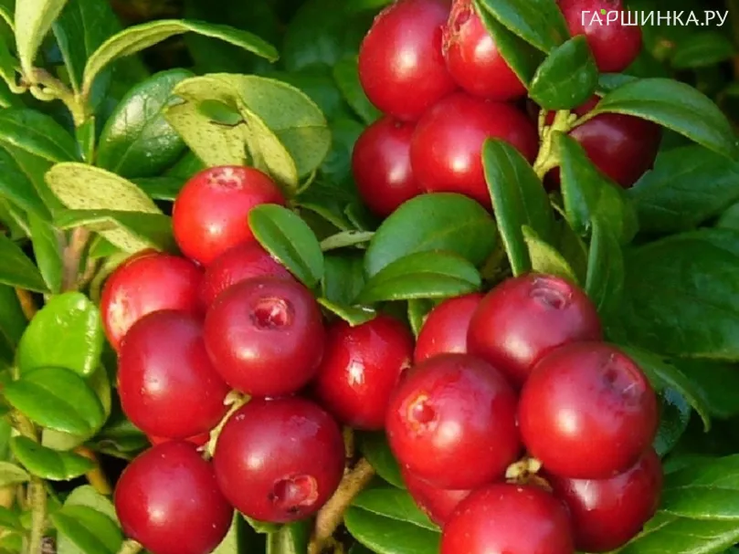 Брусника Коралл