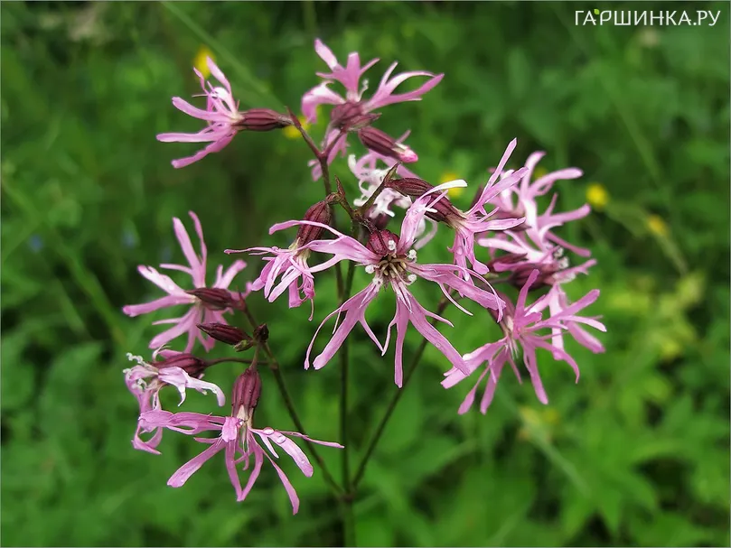 Кукушкин цвет