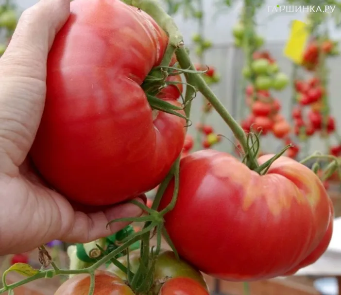 Томат Ладья F1 10шт