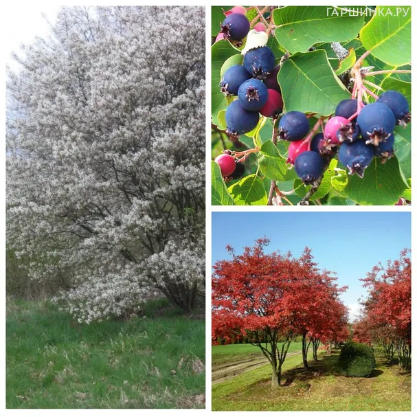 Ирга канадская Ламарка