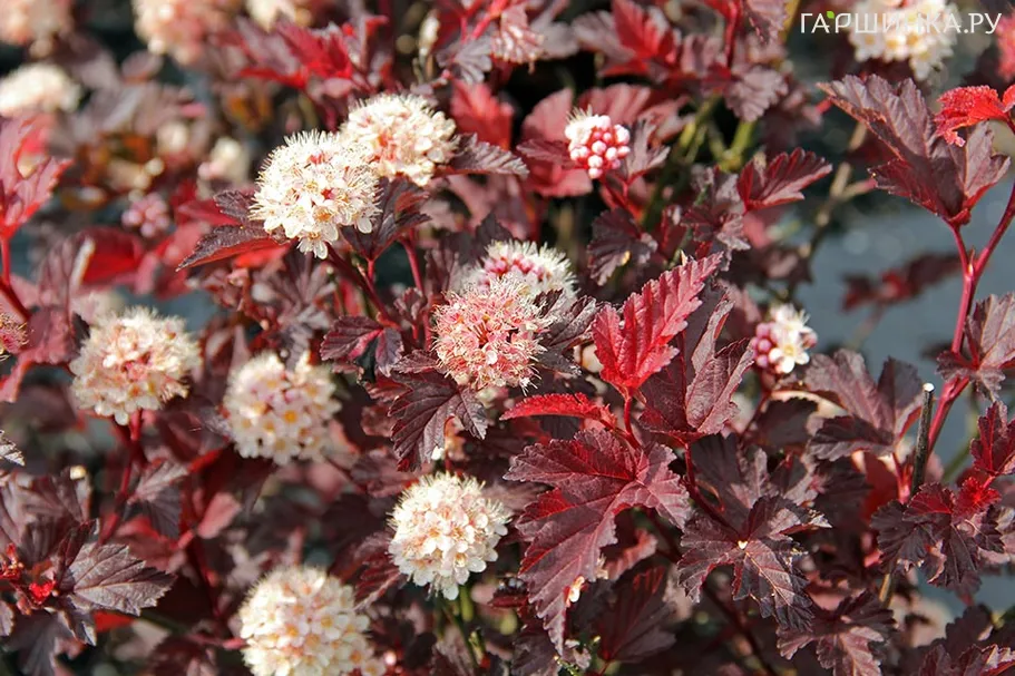 Пузыреплодник Леди ин Ред
