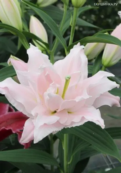 Лилия Амистад восточная махровая/2шт