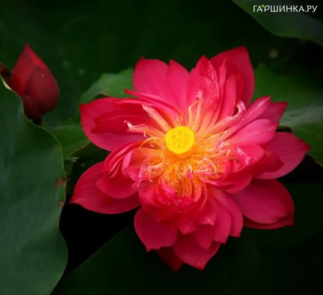Лотос красный