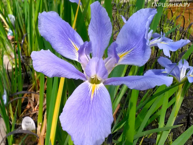 Ирис луизианский Си Висп