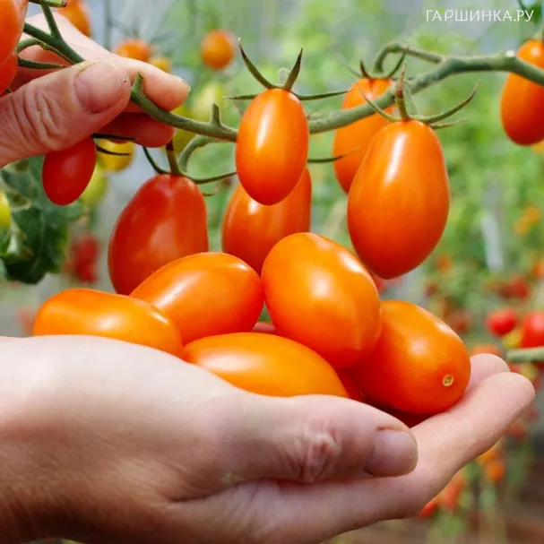 Томат Ля Мур F1