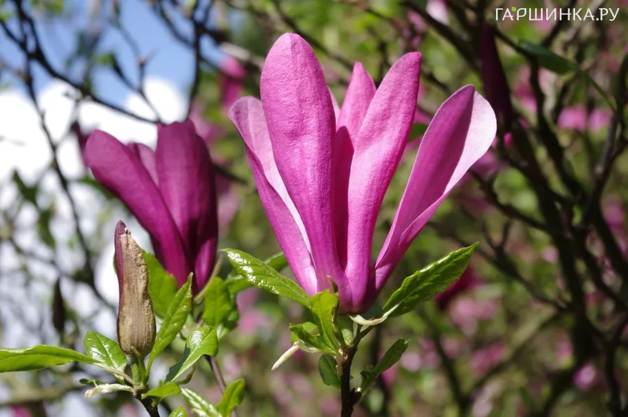 Магнолия Сьюзан