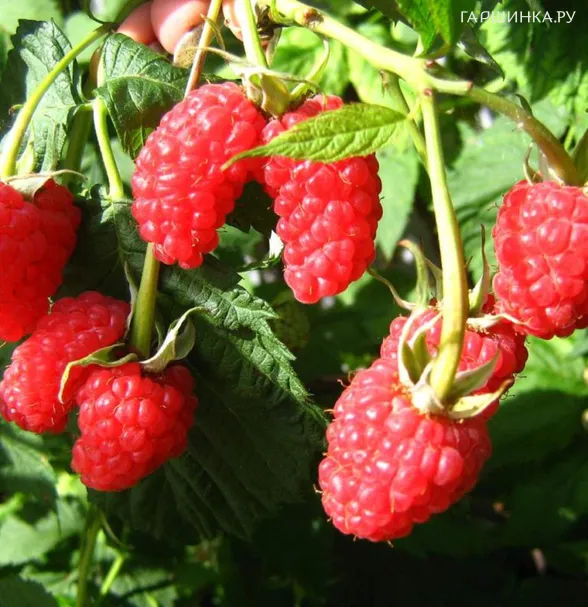 Малина нектарная (малино-поляничный гибрид)