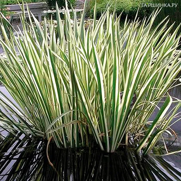 Манник большой Вариегата