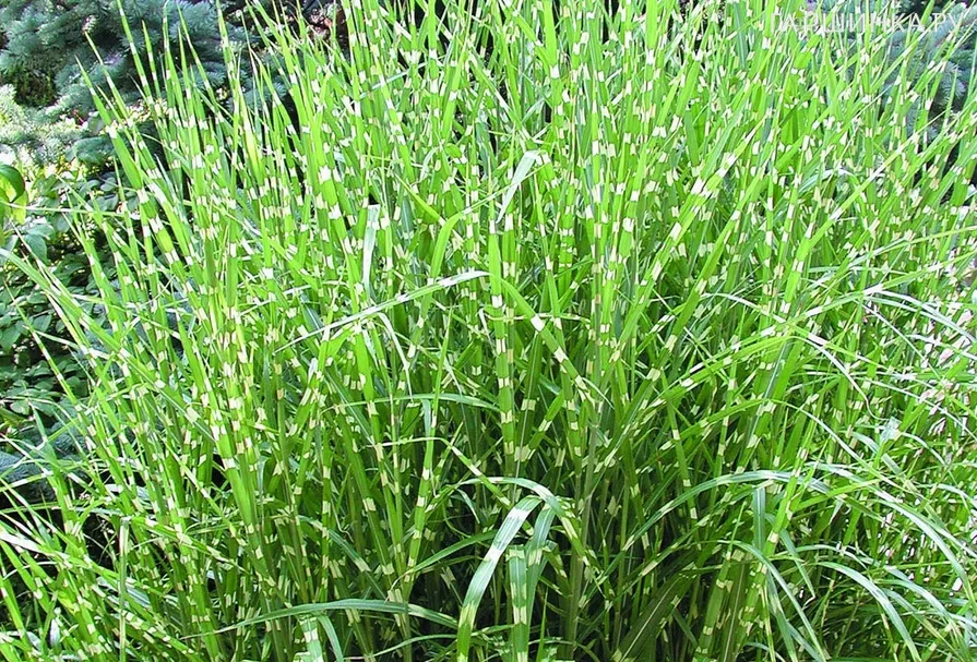 Мискантус Зебринус китайский