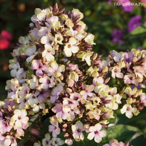 Флокс метельчатый Мистик Грин