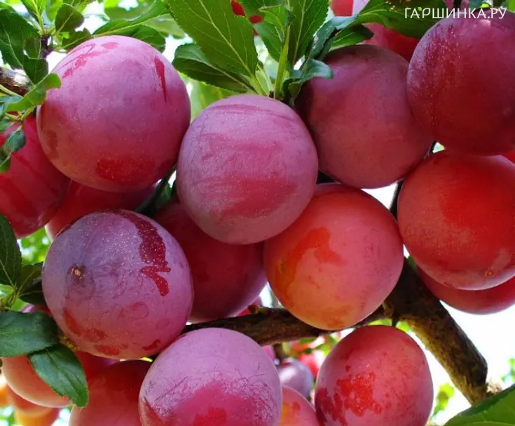 Слива Неженка