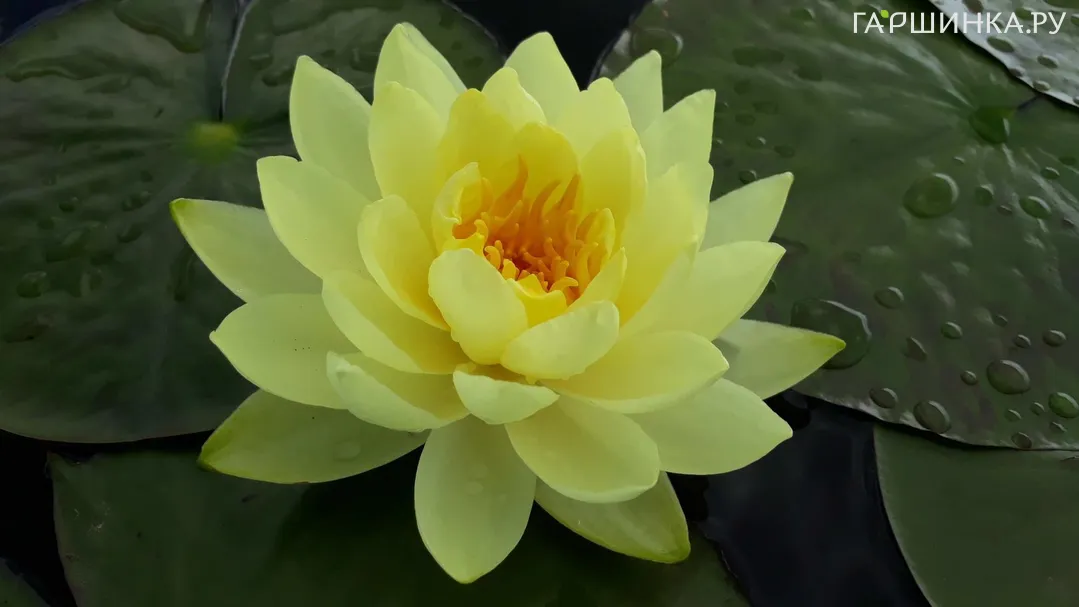 Нимфея Еллоу Сенсейшн