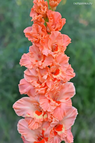 Гладиолус Нижний Новгород