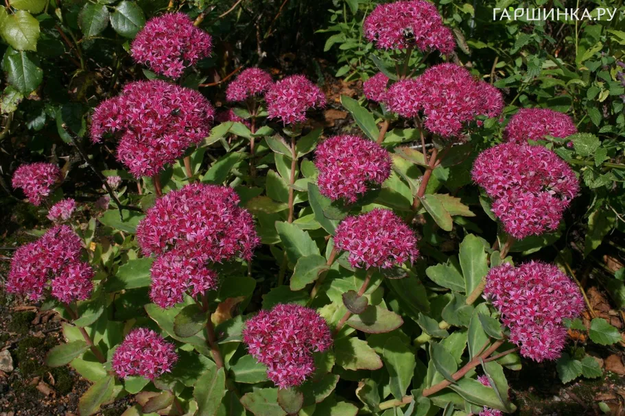 Очиток (седум) Карл