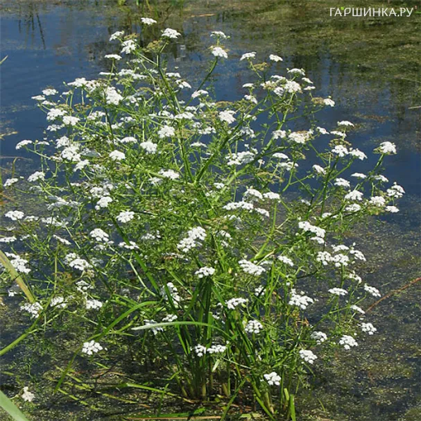 Омежник водный