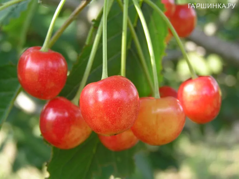 Черешня Орловская розовая