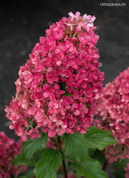 Гортензия Распберри Пинк (Малиново-розовый) метельчатая