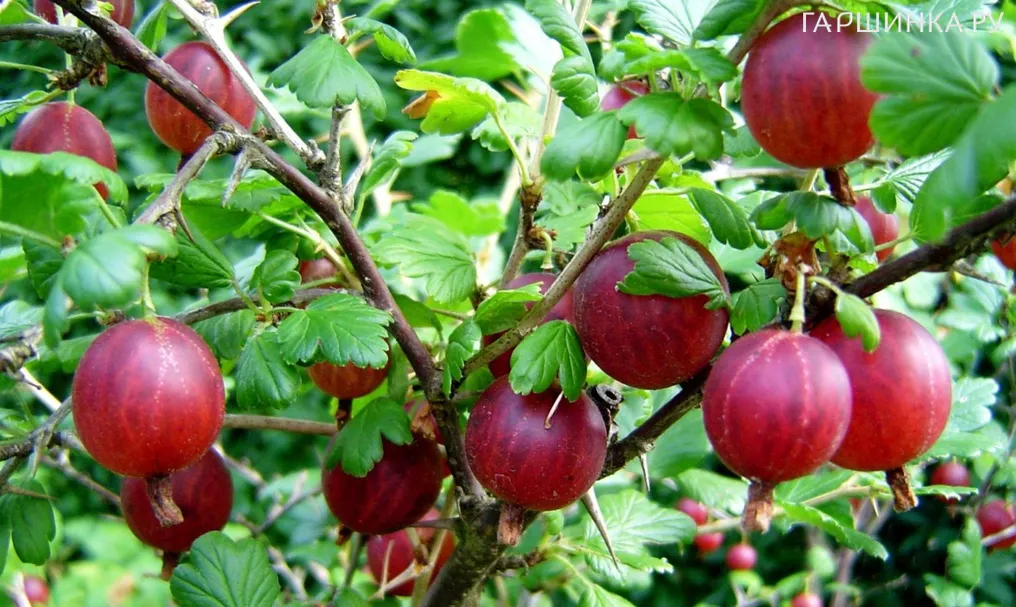 Крыжовник Пакс