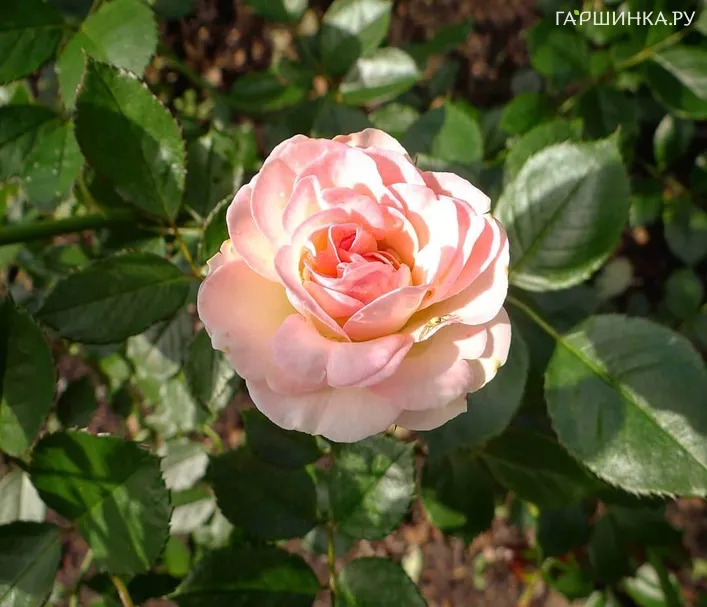 Роза Пастелла флорибунда, Тантау (лиц)