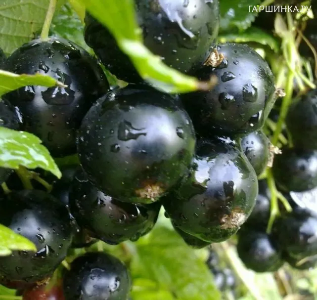 Смородина Пигмей черная (очень крупная ягода)
