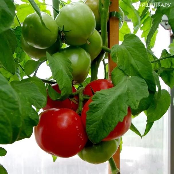 Томат Мадам Помпадур F1