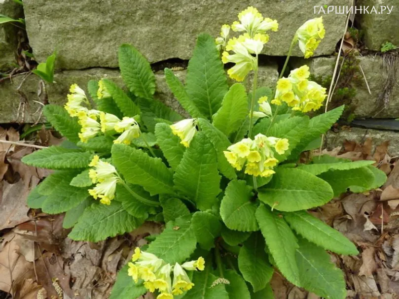 Примула (Первоцвет весенний)