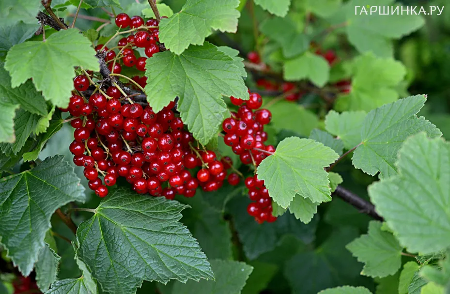 Смородина Ранняя сладкая красная
