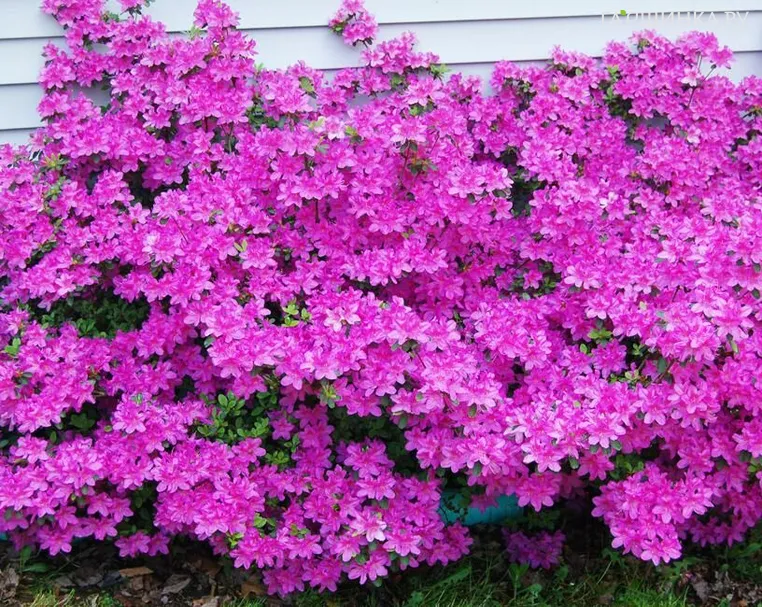 Рододендрон (Азалия) Гейша Пурпл