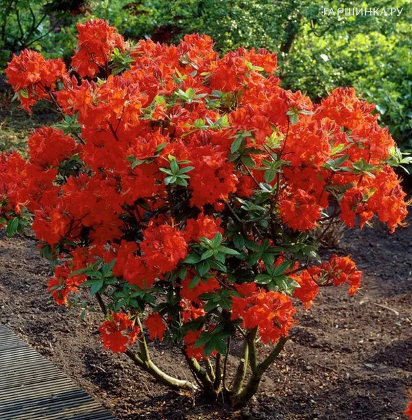 Рододендрон (Азалия) Гибралтар