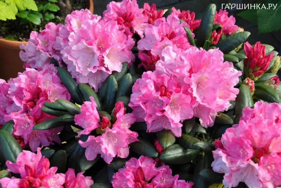 Рододендрон Калинка