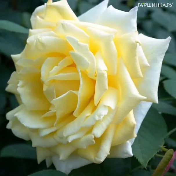 Роза Николя Улот чайно-гибридная Imperial Rose