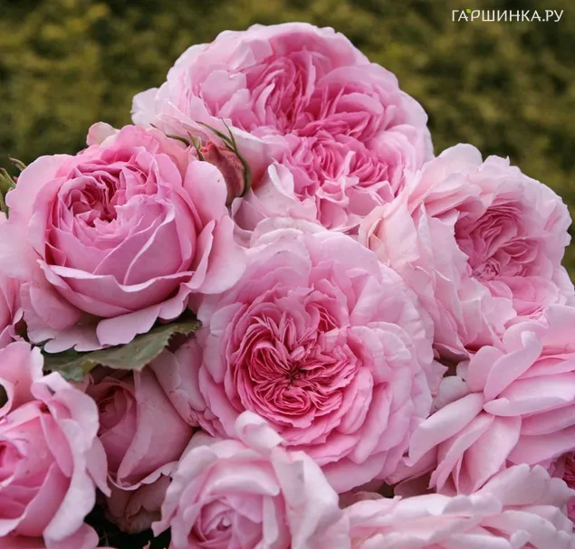 Роза Александра Принцесс де Люксембург шраб, Топалович (лиц)