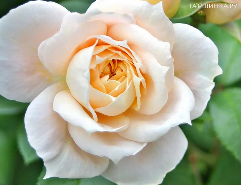 Роза Пустиния флорибунда, Кордес (лиц)