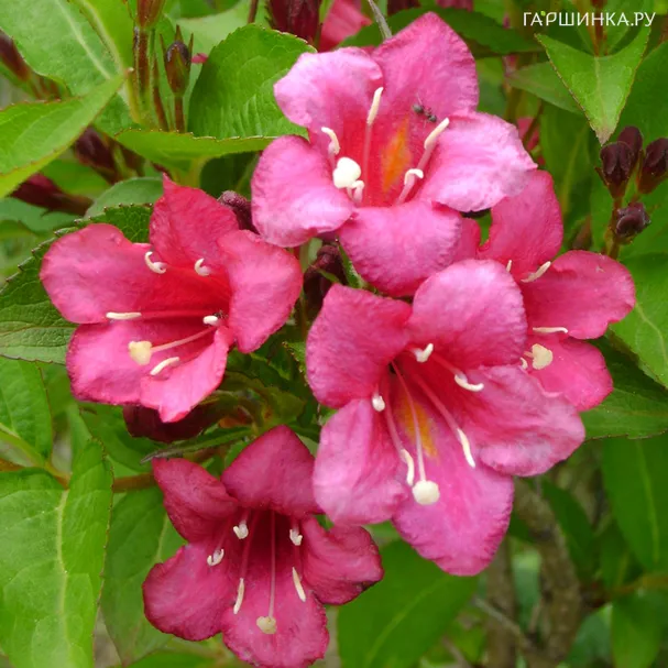 Вейгела Бристол Руби