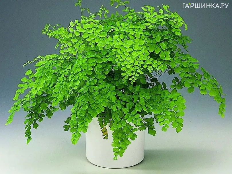 Папоротник Венерин волос