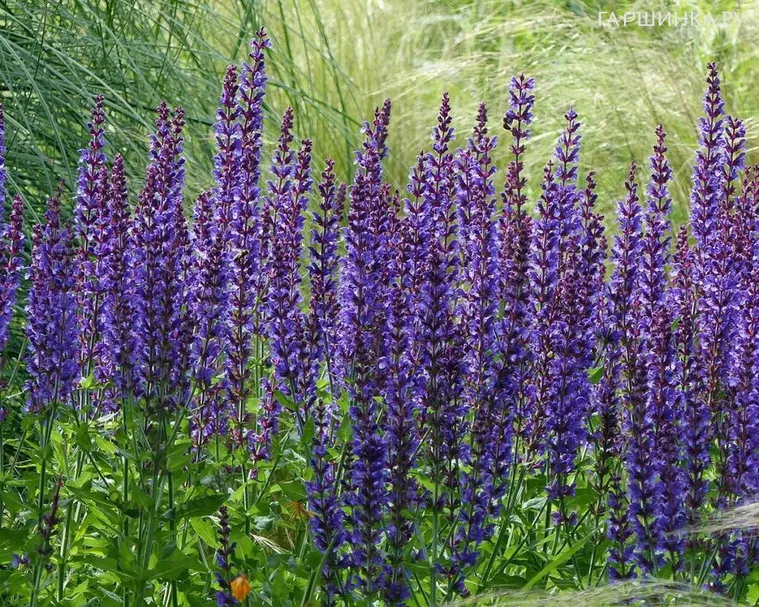 Шалфей (сальвия) Майнахт (Майская ночь)