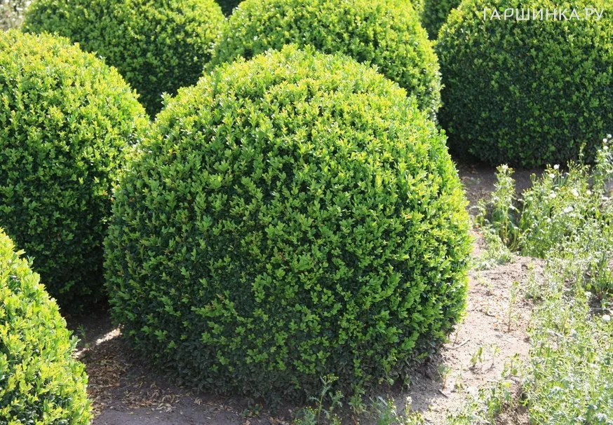 Самшит вечнозеленый