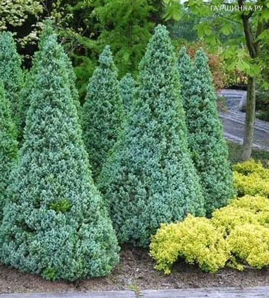 Ель канадская Сандерс Блю голубая