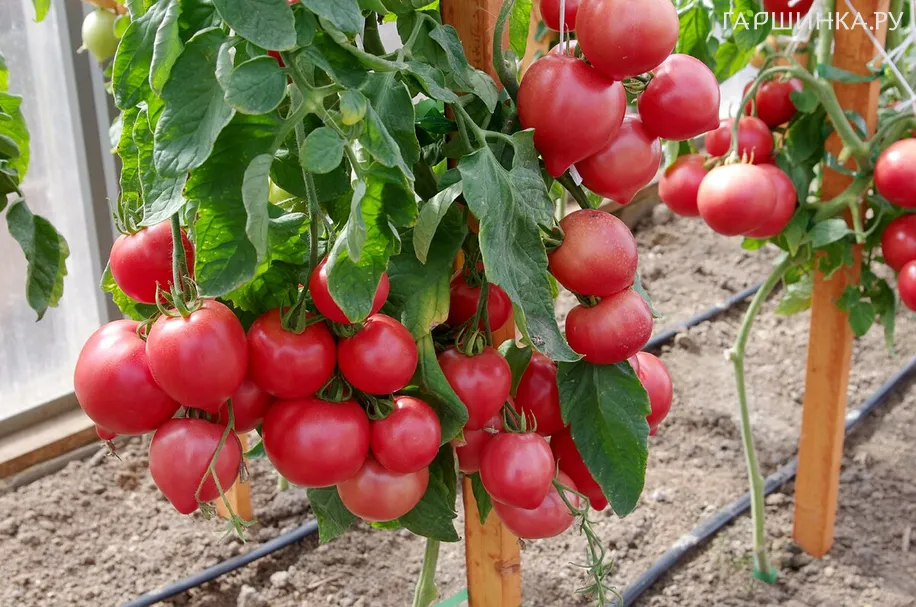 Томат Папина дочка F1