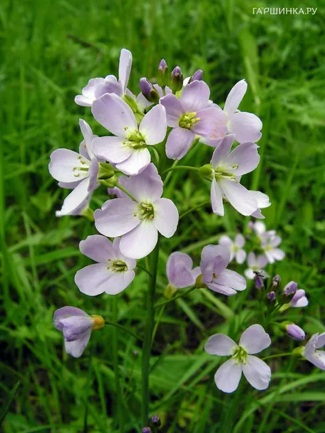 Сердечник луговой