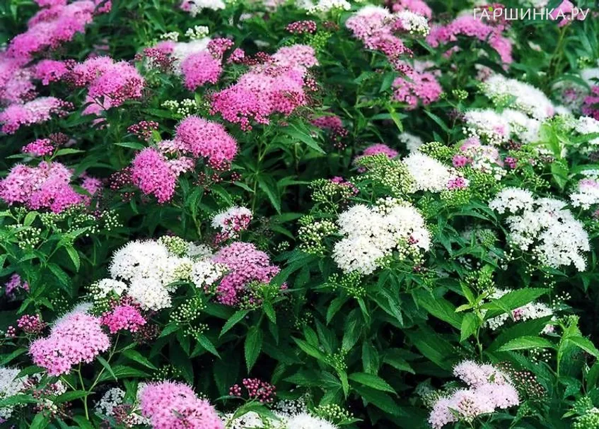 Спирея Широбана (Генпей) трехцветная