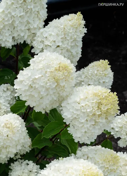 Гортензия Шугар Раш (Сахарная лихорадка) метельчатая