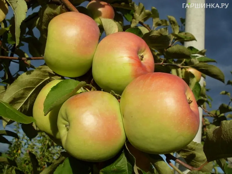 Яблоня Синап орловский