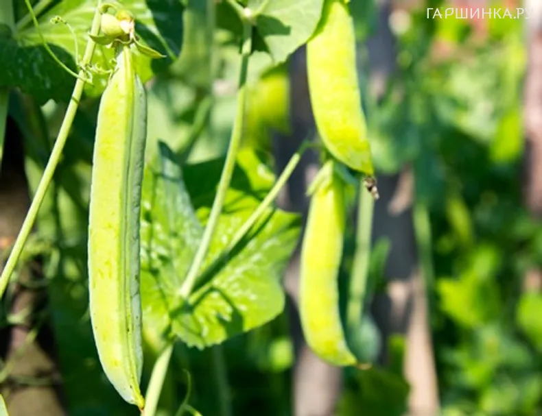 Горох Сладкий гигант 25г