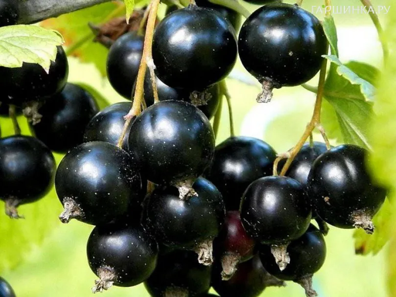 Смородина Сокровище черная