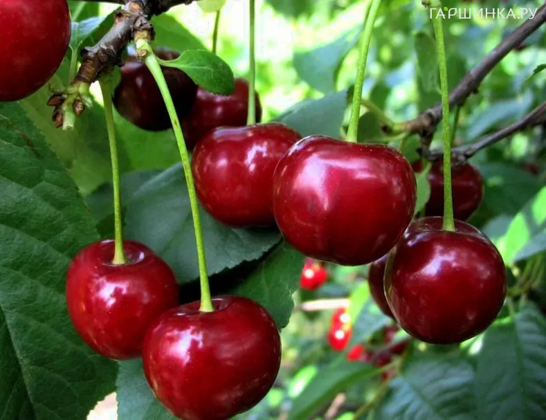 Дюк (Черевишня) Спартанка